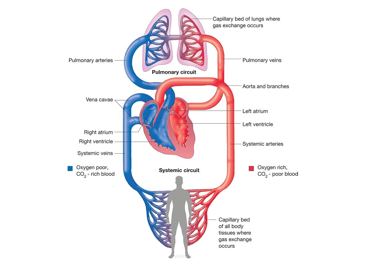 Что входит в кровообращения. Основные артерии и вены большого и малого кругов кровообращения. Сердечно сосудистая система круги кровообращения. Сердечная система малый круг кровообращения. Система кровоснабжения человека схема.